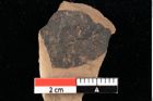 Foto (Detailansicht) von Xylomites pistaciae Ettingshausen (NHMW-GEO-2024-0188-0071b)